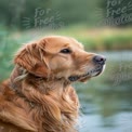 Majestic Golden Retriever by Tranquil Water: Nature's Companion