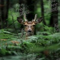 Majestic Deer in Lush Forest: Nature's Serenity and Wildlife Beauty