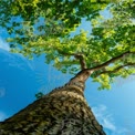 Majestic Tree Canopy Against Clear Blue Sky - Nature and Serenity