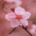 Delicate Pink Cherry Blossom in Bloom - Spring Floral Beauty