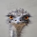 Close-Up of a Curious Ostrich with Striking Eyes and Unique Feathers