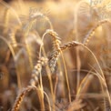 Golden Wheat Field at Sunset - Agriculture, Harvest, Nature