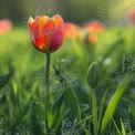 Flor de Tulipa Vibrante em Campo Verdejante - Beleza Floral da Primavera