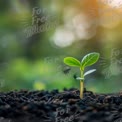 New Beginnings: Fresh Green Seedling Emerging from Rich Soil with Soft Bokeh Background