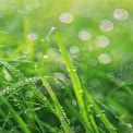 Fresh Morning Dew on Lush Green Grass - Nature Background with Bokeh Effect