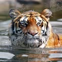 Majestic Tiger Swimming in Water: Wildlife Photography