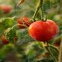 Fresh Organic Tomatoes on Vine with Dew Drops - Farm to Table Produce