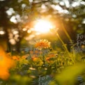 Golden Sunrise Over Vibrant Wildflowers: Nature's Beauty in Bloom