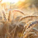 Golden Wheat Field at Sunset: Nature's Bounty and Harvest Season