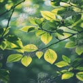 Vibrant Green Leaves in Soft Natural Light - Freshness and Renewal in Nature