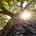 Majestätisches Baumdach mit Sonnenlicht, das durch die Blätter filtert.