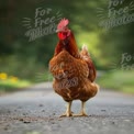 Free-Range Chicken on Country Road: Rustic Farm Life and Nature