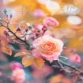 Soft Pink Rose Blossom with Bokeh Background - Romantic Floral Beauty