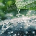 Refreshing Water Droplets on Green Leaf with Bokeh Background