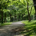 Serene Nature Pathway Through Lush Green Forest