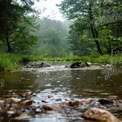 Tranquil Forest Stream in Misty Wilderness: Nature Serenity and Scenic Beauty