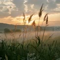 Serene Sunrise Over Misty Fields: Nature's Tranquil Landscape