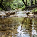 Tranquil Forest Stream with Reflections and Lush Greenery