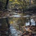 Tranquil Forest Stream with Autumn Leaves and Reflections