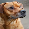 Close-Up of a Loyal Dog with Expressive Eyes - Perfect for Pet Care and Animal Welfare Themes