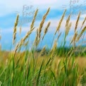 Golden Grass Blades Against a Blue Sky: Nature's Serenity and Tranquility