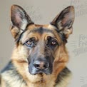 Majestic German Shepherd Portrait: Loyal Companion and Guard Dog