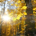 Golden Autumn Leaves with Sunlight in Forest