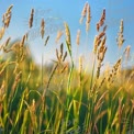 Golden Grass Field at Sunset - Nature's Serenity and Tranquility