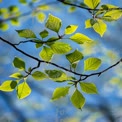 Vibrant Green Leaves Against a Blue Sky - Nature's Serenity and Freshness