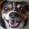 Happy Dog Close-Up: Joyful Pet Portrait for Animal Lovers