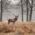 Majestic Stag in Misty Forest Landscape