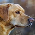 Close-Up of a Thoughtful Labrador Retriever in Natural Setting