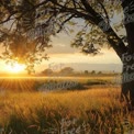 Golden Sunrise Over Serene Meadow: Nature's Tranquility and Beauty