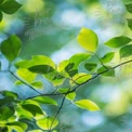 Folhas Verdes Vibrantes com Fundo Bokeh Suave - Natureza e Frescor