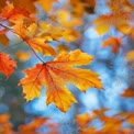 Lebendige Herbstblätter: Nahaufnahme von orangefarbenem Ahornlaub vor einem sanften blauen Hintergru