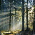 Serene Forest with Sunlight Rays Filtering Through Trees