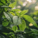 Fresh Green Leaves with Raindrops in Natural Light - Nature Close-Up