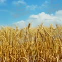 Golden Wheat Field Under Blue Sky: Nature's Abundance and Agriculture