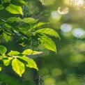 Fresh Green Leaves with Sunlight Bokeh - Nature Background