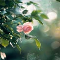 Delicate Pink Rose with Raindrops in Soft Focus - Nature's Beauty