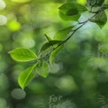 Fresh Green Leaves with Soft Bokeh Background - Nature and Growth Concept