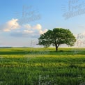 Serene Green Landscape with Lone Tree Under Blue Sky