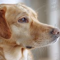 Close-Up of a Thoughtful Labrador Retriever with Expressive Eyes