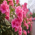 Vibrant Pink Flowers in Bloom: Nature's Beauty and Floral Elegance