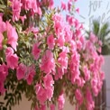 Vibrant Pink Flowers in Bloom: Lush Garden Aesthetic for Spring Decor