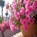 Vibrant Pink Flowers in Terracotta Pots: Lush Garden Decor and Floral Beauty