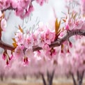 Beautiful Cherry Blossom Branch in Bloom - Spring Floral Background