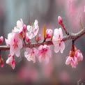 Delicate Cherry Blossom Branch in Bloom - Spring Floral Beauty