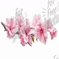 Beautiful Pink Cherry Blossom Branch - Spring Floral Background