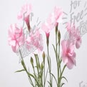 Delicate Pink Carnations Bouquet on White Background - Floral Arrangement for Weddings and Celebrati